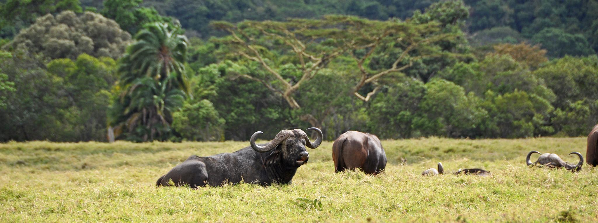 Arusha National Park Day Trip