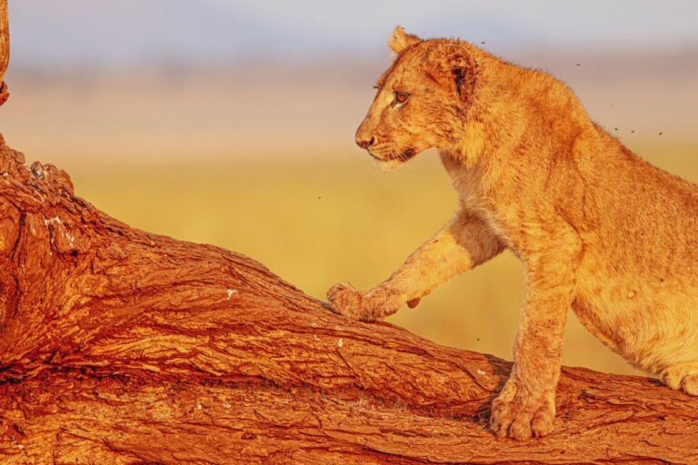 Practical Information