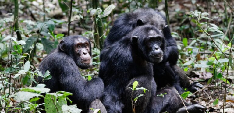 4 – Days Gorillas and Chimpanzees Trekking