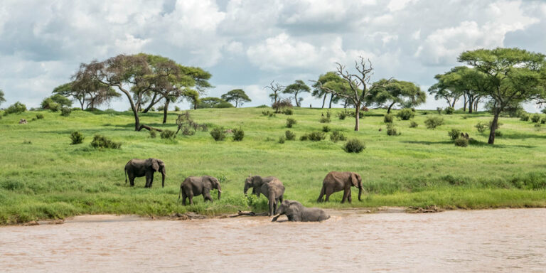 5 Days Tanzania Mid-range Safari Tour