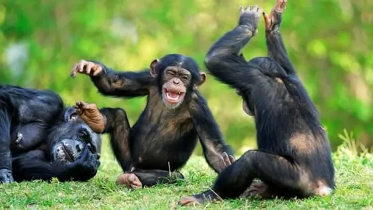 Uganda Fly In – 3 Days Gorilla Trekking