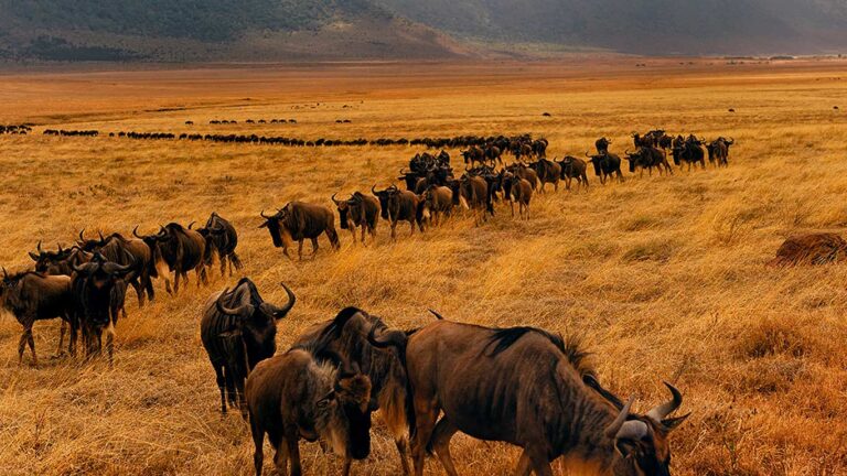 Wildebeest Migration Safari – 5 Days