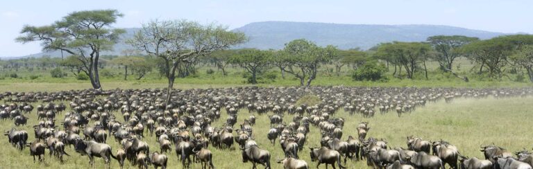 6 Days Serengeti Wildebeest Migration- Western Corridor