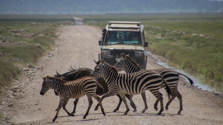6 Days Tanzania Mid-range Safari Tour