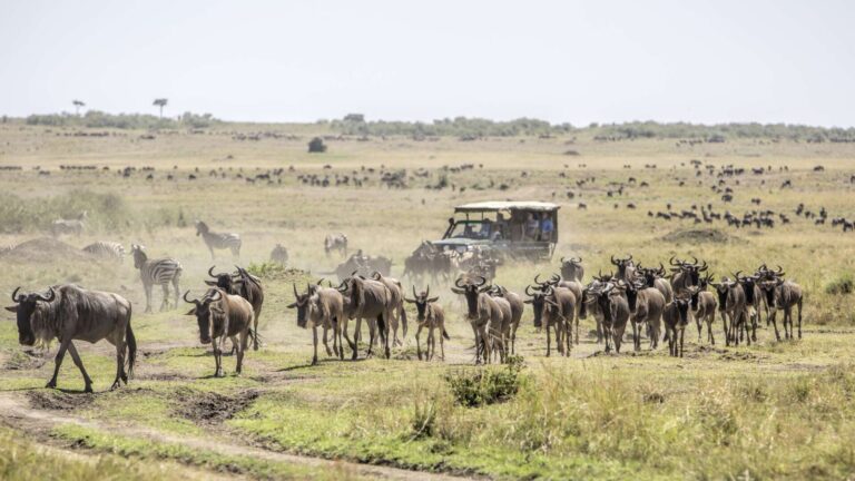 8 Days Kenya and Tanzania Adventure