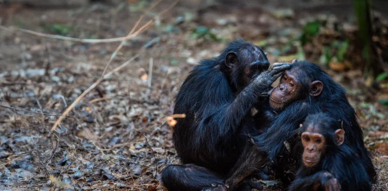 Off-the-Beaten-Path Safari and Chimpanzee Adventure, 9 Days