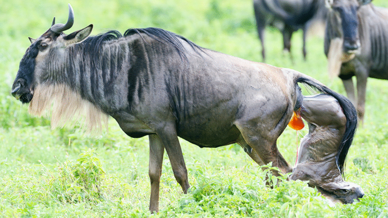 Wildebeest Migration Calving Season – 4 Days