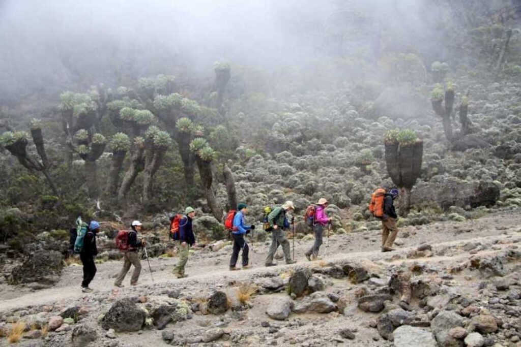 7 Days Kilimanjaro Rongai Route