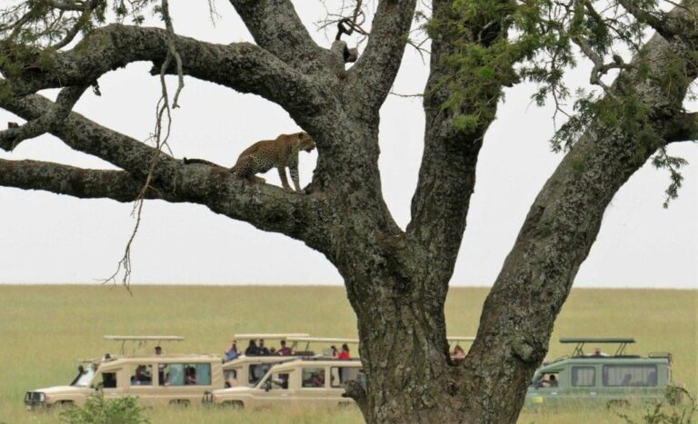 How Much Does a Tanzania Safari Really Cost in 2026?