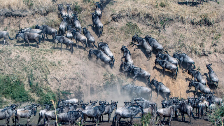 How to Experience the Great Wildebeest Migration: Timing, Where to Go & What to Expect