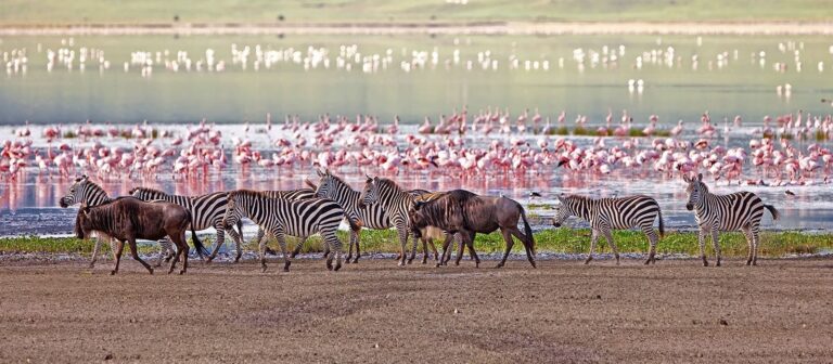 Lake Manyara National Park Day Trip