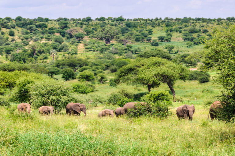 Tarangire National Park Day Trip