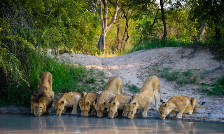 Wildlife Watching Guide: Where to See Lions, Elephants, Flamingos and More