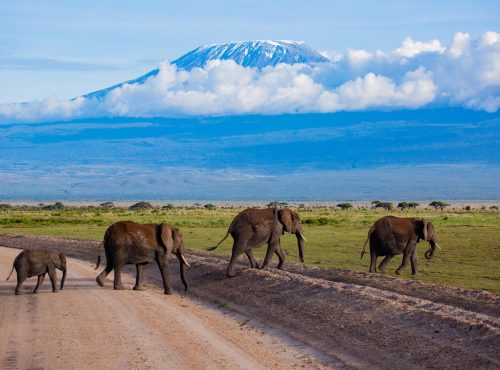 Amboseli by K&G Tanzania Travel Specialist